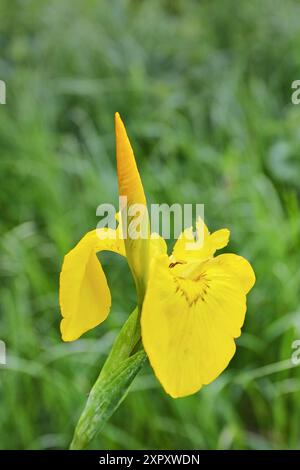 Iris gialla, bandiera gialla (Iris pseudacorus), fiori e bocciolo, in Germania, in Renania settentrionale-Vestfalia Foto Stock