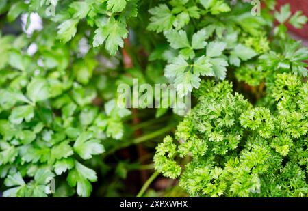 Prezzemolo a foglia piatta, prezzemolo arricciato, prezzemolo (Petroselinum crispum), foglie di prezzemolo a foglia piatta e prezzemolo riccio in confronto Foto Stock