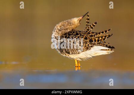 ruff (Alidris pugnax, Philomachus pugnax, Calidris pugnax), toelettatura in acque poco profonde, vista laterale, Italia, Toscana Foto Stock