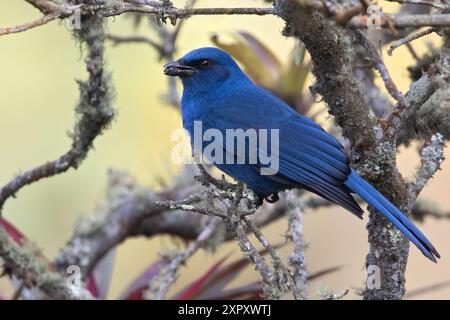 ghiandaia senza colore (Aphelocoma unicolor), arroccata su un ramo in una foresta nebulizzata, Guatemala Foto Stock