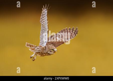 Gufo, gufo di Atena, gufo di Minerva (Athene noctua), in volo, vista laterale, Italia, Toscana, Firenze Foto Stock