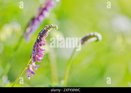 Veccia, pinna, veccia tufted (Vicia cracca), infiorescenze, Germania, Renania settentrionale-Vestfalia Foto Stock