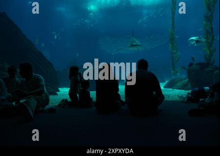 Una famiglia guarda con stupore mentre uno squalo si avvicina attraverso le acque blu profonde dell'Oceanarium di Lisbona Foto Stock