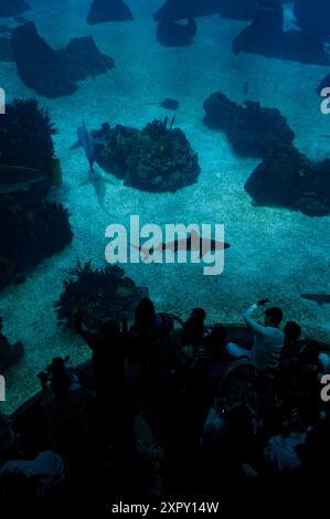 I visitatori osservano una vasta gamma di vita marina, tra cui uno squalo e vari pesci, attraverso la grande finestra dell'acquario presso l'Oceanarium di Lisbona Foto Stock