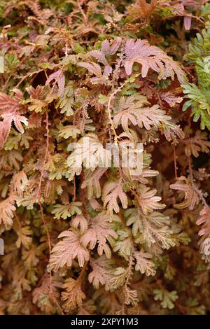 Spikemoss blu (Selaginella uncinata), Selaginellaceae. felce erbacee, piante ornamentali. Foto Stock