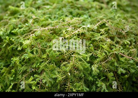 Krauss' spikemoss (Selaginella kraussiana), Selaginellaceae. felce erbacee, piante ornamentali. Foto Stock