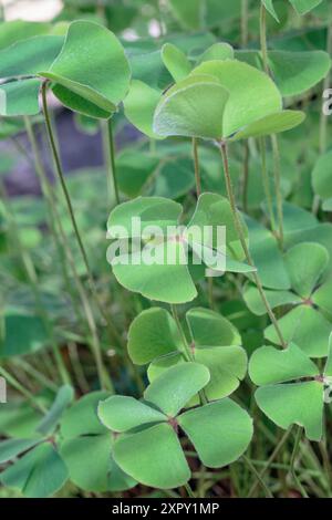 Marsilea quadrifolia, Marsileaceae. felce erbacee, piante ornamentali. trifoglio a quattro foglie Foto Stock