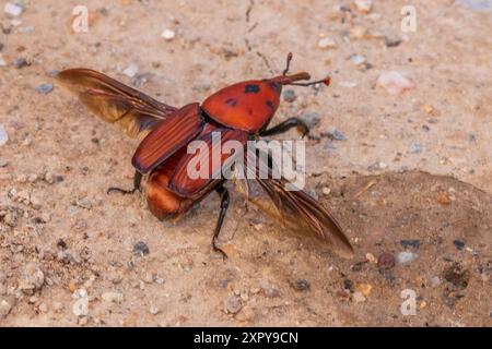 Rhynchophorus ferrugineus, Red Palm Weevil con Wings Spread Foto Stock