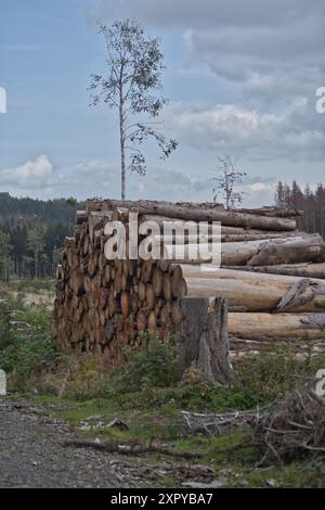alberi abbattuti e sbucciati giacciono sui fianchi della strada Foto Stock