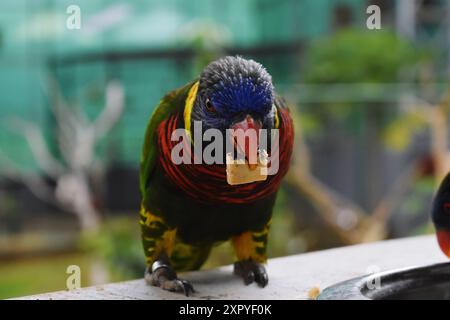 Un pappagallo colorato che mangia un pezzo di cibo mentre è arroccato in un ambiente naturale Foto Stock