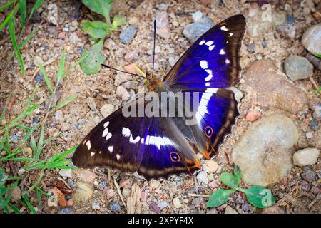 Imperatore viola (Apatura iris) sul colle Foto Stock