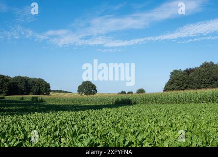 paesaggio di campagna vicino a nijmegen e groesbeek con campo di barbabietole sotto il cielo estivo blu Foto Stock