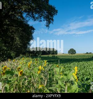 paesaggio di campagna vicino a nijmegen e groesbeek con campi di barbabietole e girasoli sotto il cielo estivo blu Foto Stock