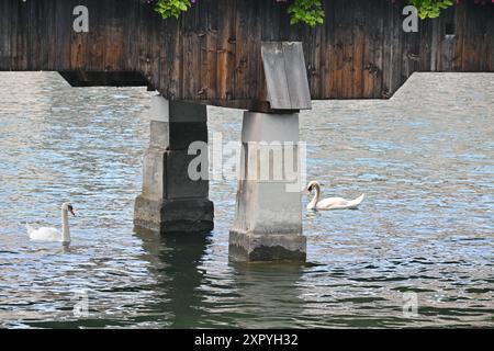 Due cigni sotto Kapellbrücke (ponte della Cappella), un ponte pedonale coperto in legno che attraversa il fiume Reuss a Lucerna Foto Stock