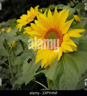 Birmingham, Regno Unito. 8 agosto 2024. L'estate è finalmente arrivata a Birmingham, ettari di splendidi girasoli presso Becketts Farm Wythall stanno cominciando a fiorire, che ha portato i visitatori di tutta la regione ad assistere allo spettacolare spettacolo naturale, nella foto i visitatori si godono la vista. Crediti: Tony Nolan/Alamy Live News Foto Stock