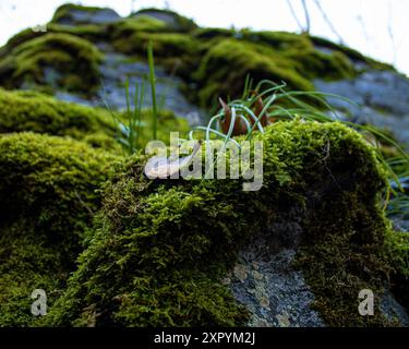 Roccia muscosa Foto Stock