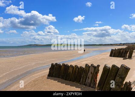 Groyns sulla spiaggia a sud di Dunany Point guardando verso Clogher Head nella contea di Louth in Irlanda. Foto Stock