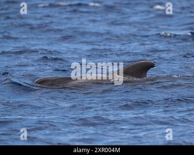 Balena pilota a pinna corta (Globicephala macrorhynchus), Madeira Foto Stock