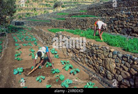 Capo Verde, Santo Antao - gli agricoltori lavorano su terrazze con verdure... Foto Stock