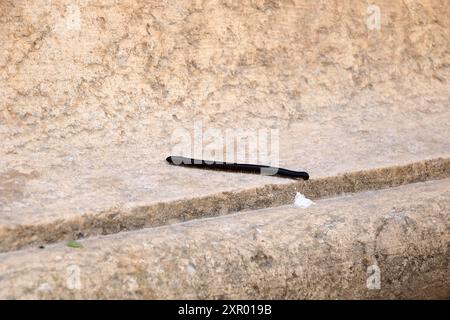 Fauna selvatica nel Midlle East - Millipedes neri che camminano su una roccia in Giordania Foto Stock