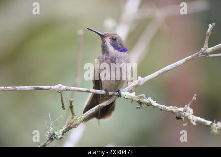 Colibrì marrone violetear arroccato su un ramo nella foresta nebulosa. (colibri delphinae) Foto Stock