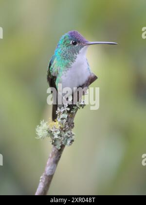 Colibrì di smeraldo andino arroccato su un ramo nella foresta nuvolosa. Foto Stock