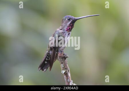 Colibrì stargoto a becco lungo arroccato su un ramo nella foresta nebulosa. (eliomastro longirostris) Foto Stock