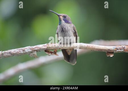 Colibrì marrone violetear arroccato su un ramo nella foresta nebulosa. (colibri delphinae) Foto Stock