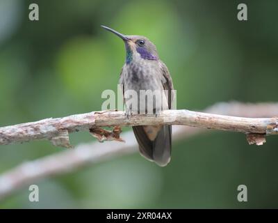 Colibrì marrone violetear arroccato su un ramo nella foresta nebulosa. (colibri delphinae) Foto Stock