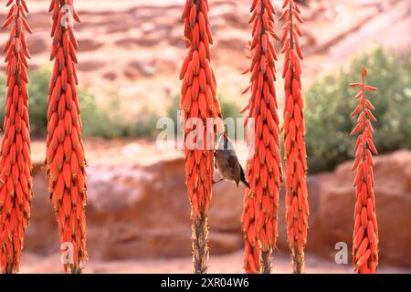 Femmina Palestina sunbird (Cinnyris osea) appollaiata su un'Aloe porphyrostachys a Wadi Musa, Petra in Giordania Foto Stock