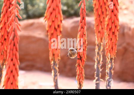 Femmina Palestina sunbird (Cinnyris osea) appollaiata su un'Aloe porphyrostachys a Wadi Musa, Petra in Giordania Foto Stock