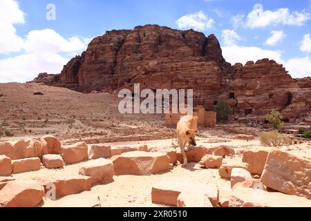 Carino cane randagio nella zona di Wadi Musa, Petra in Giordania Foto Stock