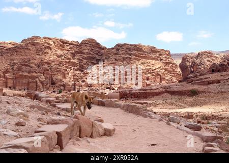 Carino cane randagio nella zona di Wadi Musa, Petra in Giordania Foto Stock