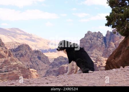 Carino cane randagio nella zona di Wadi Musa, Petra in Giordania Foto Stock