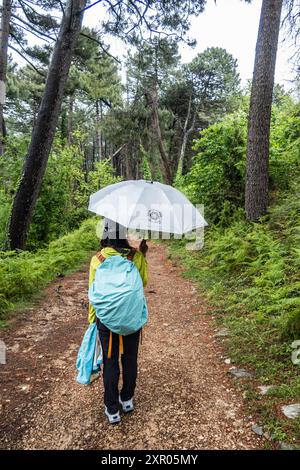 Trekking in una foresta di cicogne, nel Parco Nazionale di Lovcen, Montenegro Foto Stock