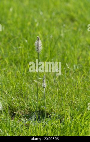 Piantana Hoary (Plantago media) nota anche come Hoary Fleawort Herefordshire Inghilterra Regno Unito. Luglio 2024 Foto Stock