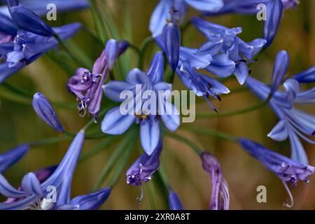 La vibrante bellezza dei fiori viola di Agapanthus in piena fioritura all'interno di un giardino a Bayona. Noti per i loro steli alti e graziosi e ammassi sferici di Foto Stock