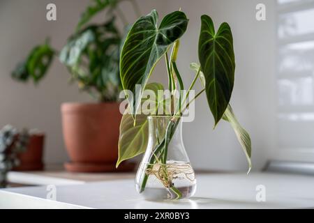 Germogli di Philodendron Splendid pianta in vaso di vetro. Semplice propagazione di piante da casa per fusto in acqua Foto Stock