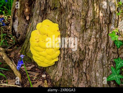 Laetiporus sulfureus è un tipo di fungo a staffa presente in Europa e Nord America. Noto anche come pollo del bosco, scaffale di zolfo, polporo di zolfo. Foto Stock