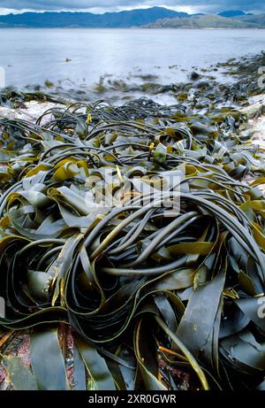 Oarweed (Laminaria digitata) esposto con bassa marea, Lochailort, Scozia, maggio Foto Stock