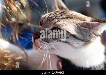 Salvador, Bahia, Brasile - 30 giugno 2024: Un gatto in costume viene visto al faro di barra nella città di Salvador, Bahia. Foto Stock