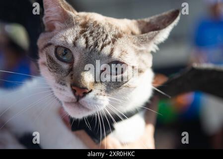 Salvador, Bahia, Brasile - 30 giugno 2024: Un gatto in costume viene visto al faro di barra nella città di Salvador, Bahia. Foto Stock