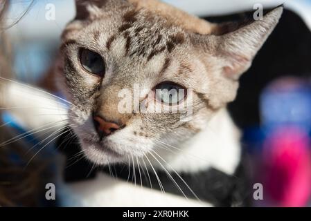 Salvador, Bahia, Brasile - 30 giugno 2024: Un gatto in costume viene visto al faro di barra nella città di Salvador, Bahia. Foto Stock