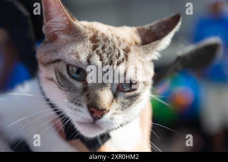 Salvador, Bahia, Brasile - 30 giugno 2024: Un gatto in costume viene visto al faro di barra nella città di Salvador, Bahia. Foto Stock
