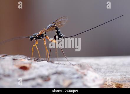 Sabre Wasp (Rhyssa persuasoria) perforando un foro con l'ovipositore per deporre l'uovo in legname morto, Strathspey, Scozia, luglio 1998 Foto Stock