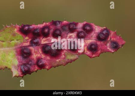 Galli su foglie di perenne Sow-thistle Sonchus arvense causato dalla Midge Cystophora sonchi Foto Stock