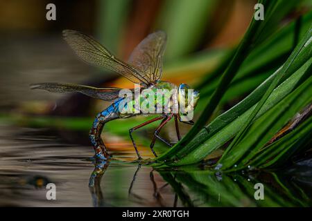 L'imperatore Dragonfly deposizione delle uova Foto Stock