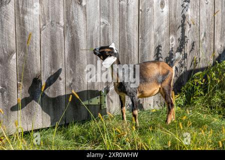 Capre nubiane e la sua ombra su una recinzione di legno Foto Stock