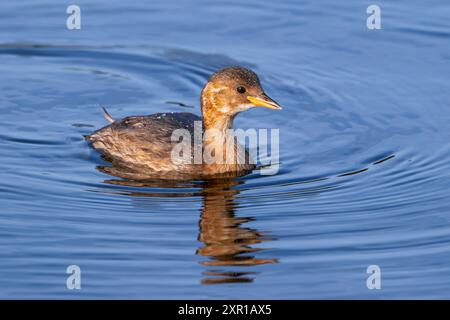 Piccolo grebe / dabchick (Tachybaptus ruficollis / Podiceps ruficollis) giovanile nel primo piumaggio invernale nuotando nel lago in agosto in estate Foto Stock