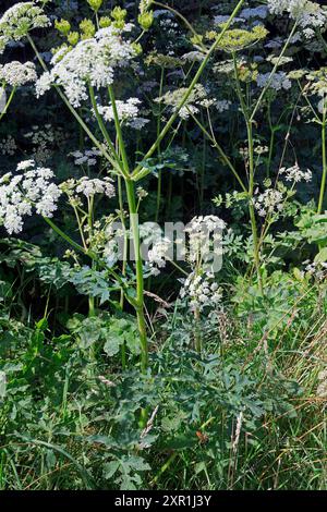 Alghe (Heracleum sphondylium). Cardiff, Galles del Sud, Regno Unito. Presa agosto 2024. Estate Foto Stock